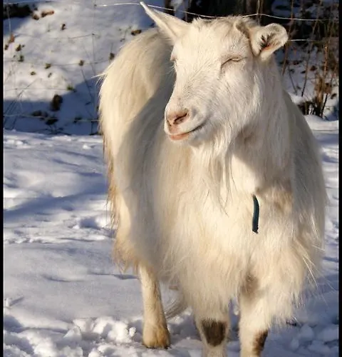 Bed and Breakfast Villa Sobotka 3*