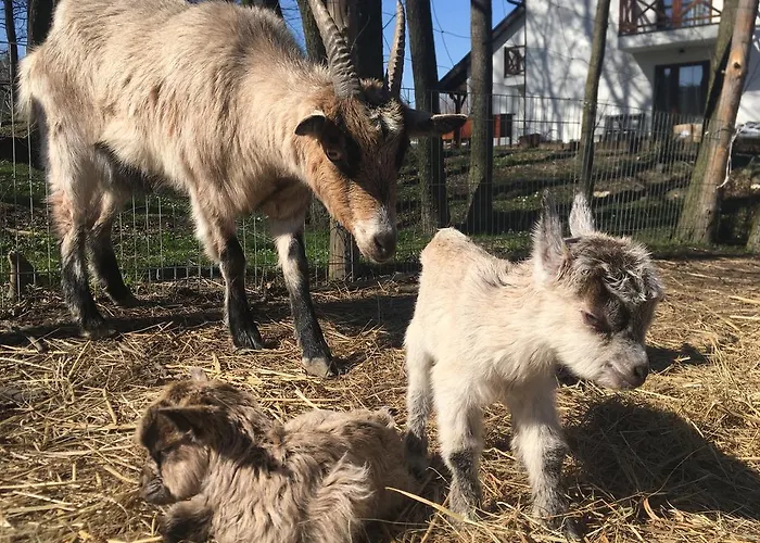 Bed and Breakfast Villa Sobotka 3*